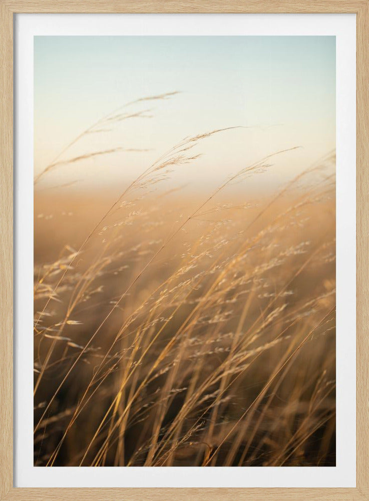 Goldenes Präriegras | Poster
