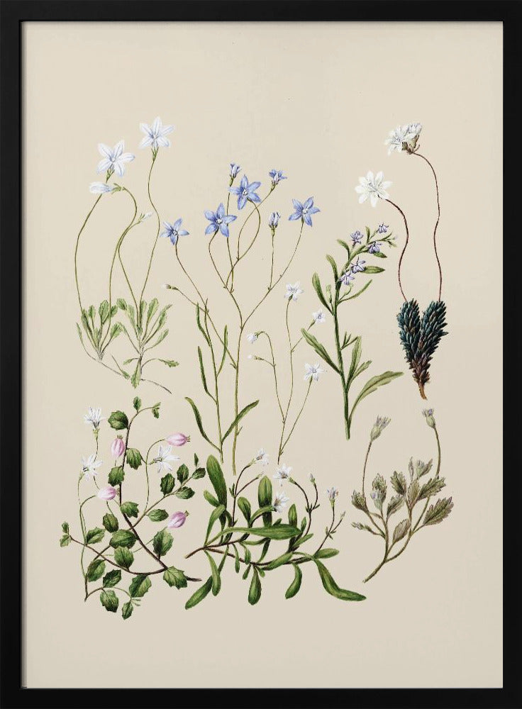 Wahlenbergias Drawn | Poster
