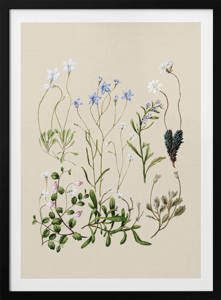 Wahlenbergias Drawn | Poster
