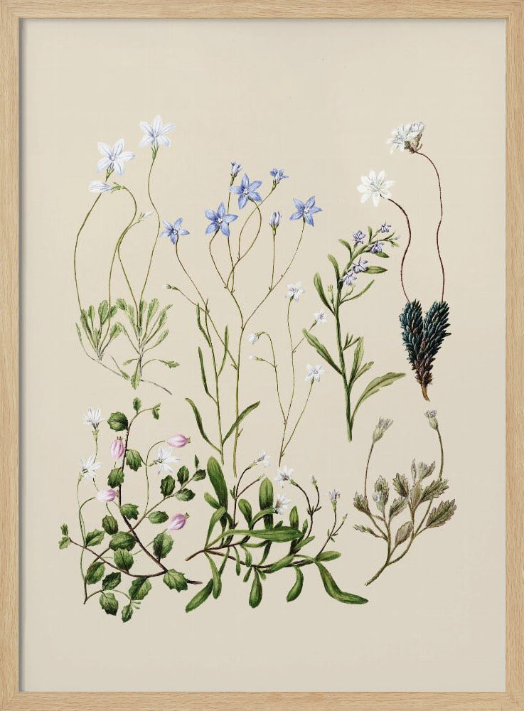 Wahlenbergias Drawn | Poster