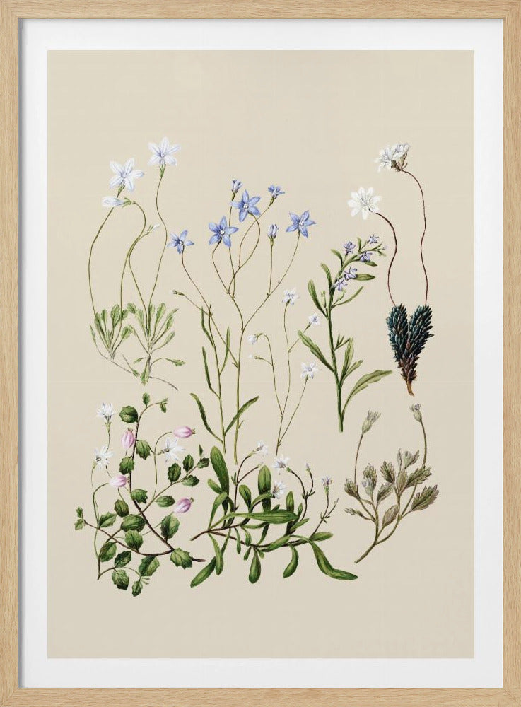 Wahlenbergias Drawn | Poster