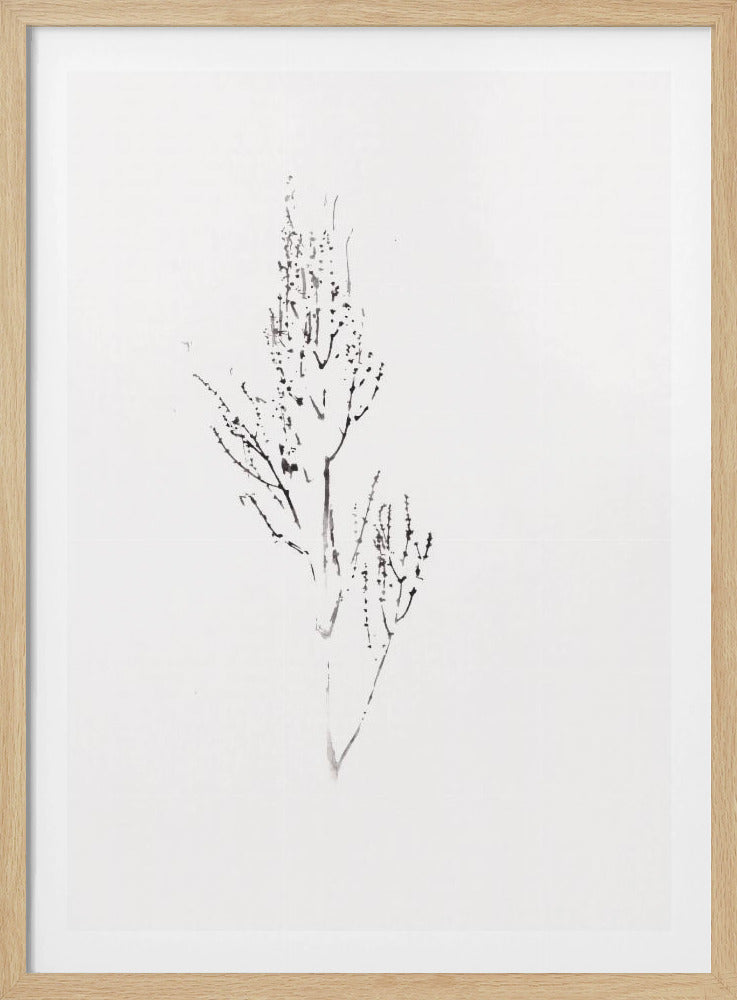 Pflanzen | Poster