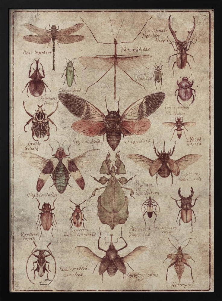 Vintage-style Insects | Poster