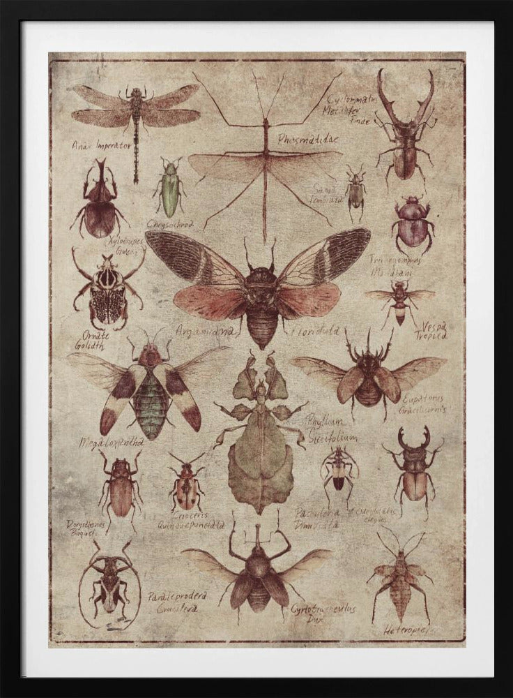 Vintage-style Insects | Poster