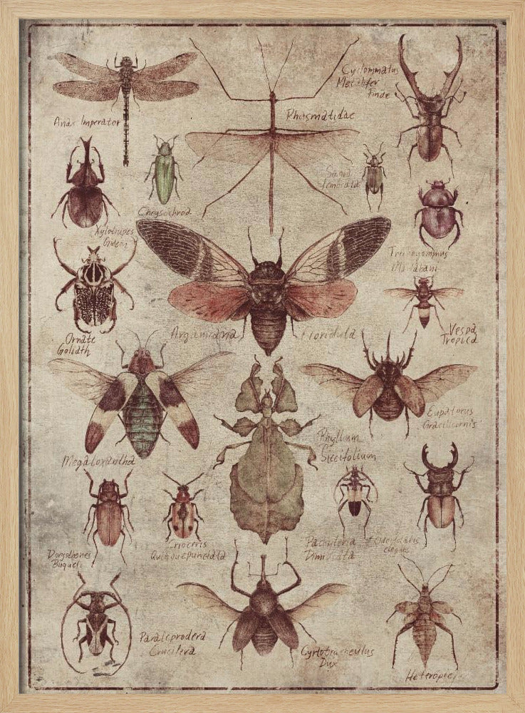 Vintage-style Insects | Poster
