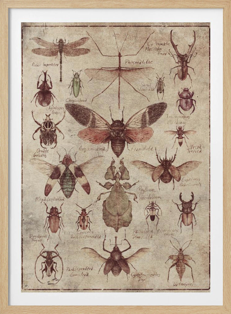 Vintage-style Insects | Poster