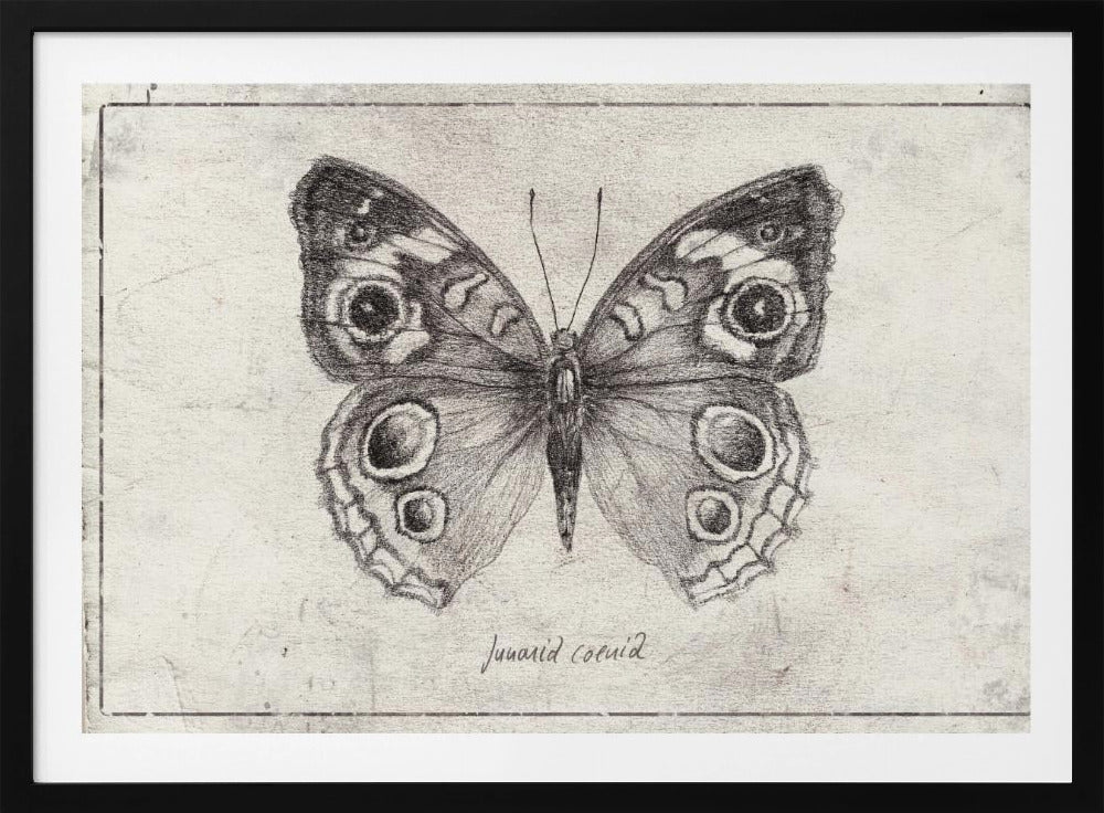 Schmetterling präsentiert komplizierte Flügel | Poster
