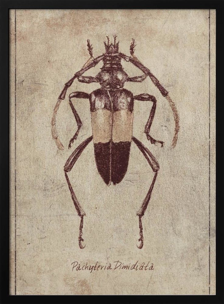 Vintage Insektenskizze | Poster