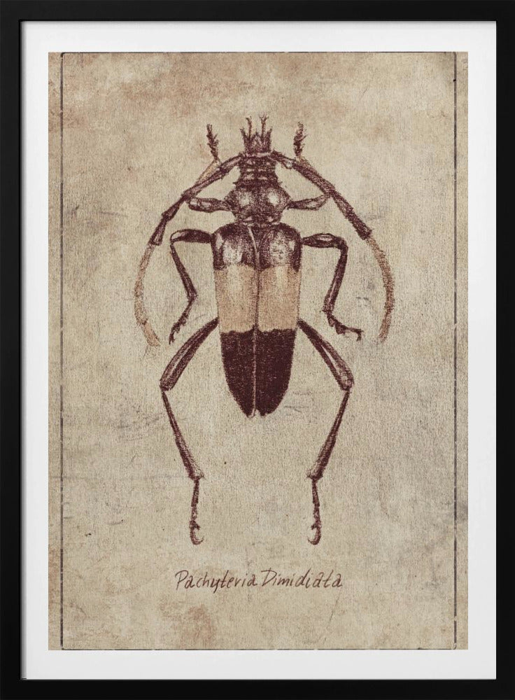Vintage Insektenskizze | Poster
