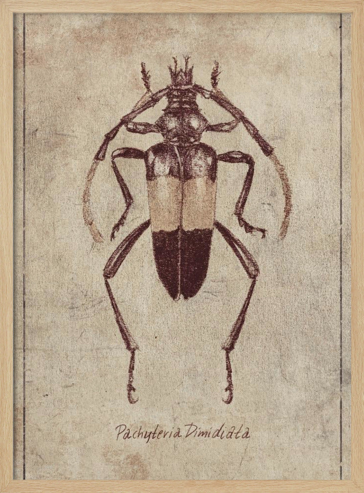 Vintage Insektenskizze | Poster