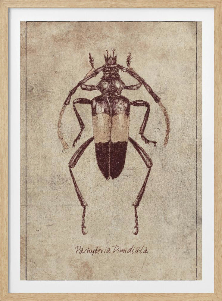 Vintage Insektenskizze | Poster