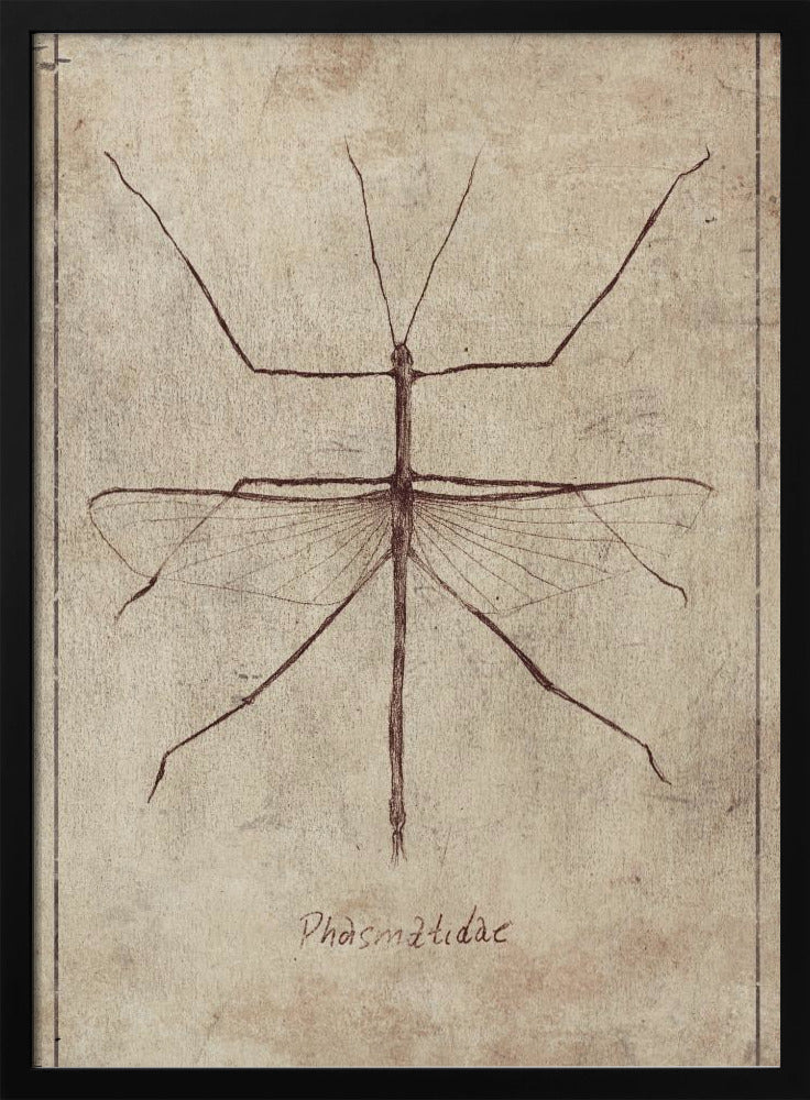 Vintage Entomologie Skizze | Poster