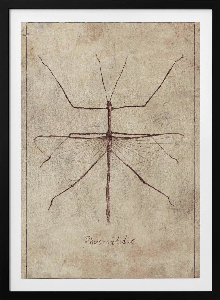Vintage Entomologie Skizze | Poster
