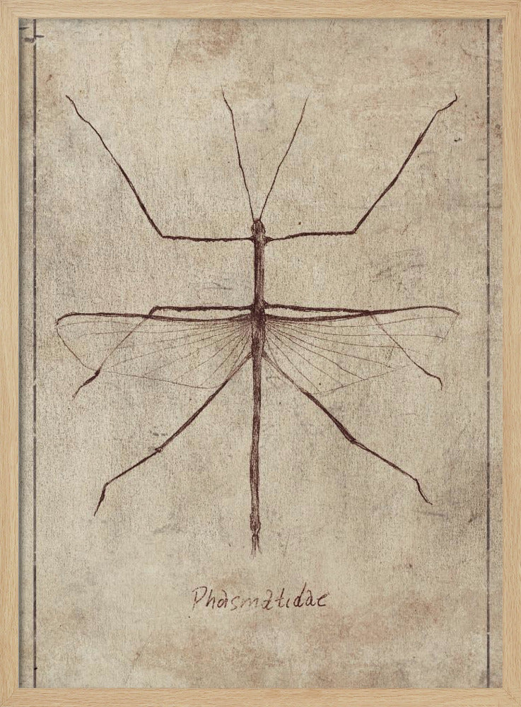 Vintage Entomologie Skizze | Poster