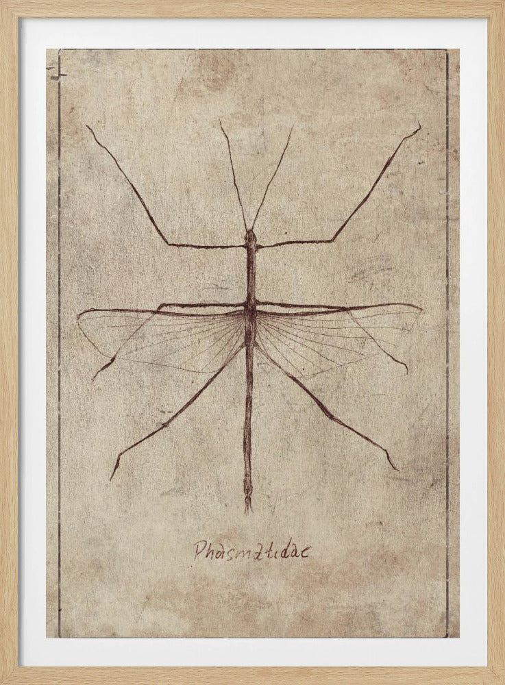 Vintage Entomologie Skizze | Poster