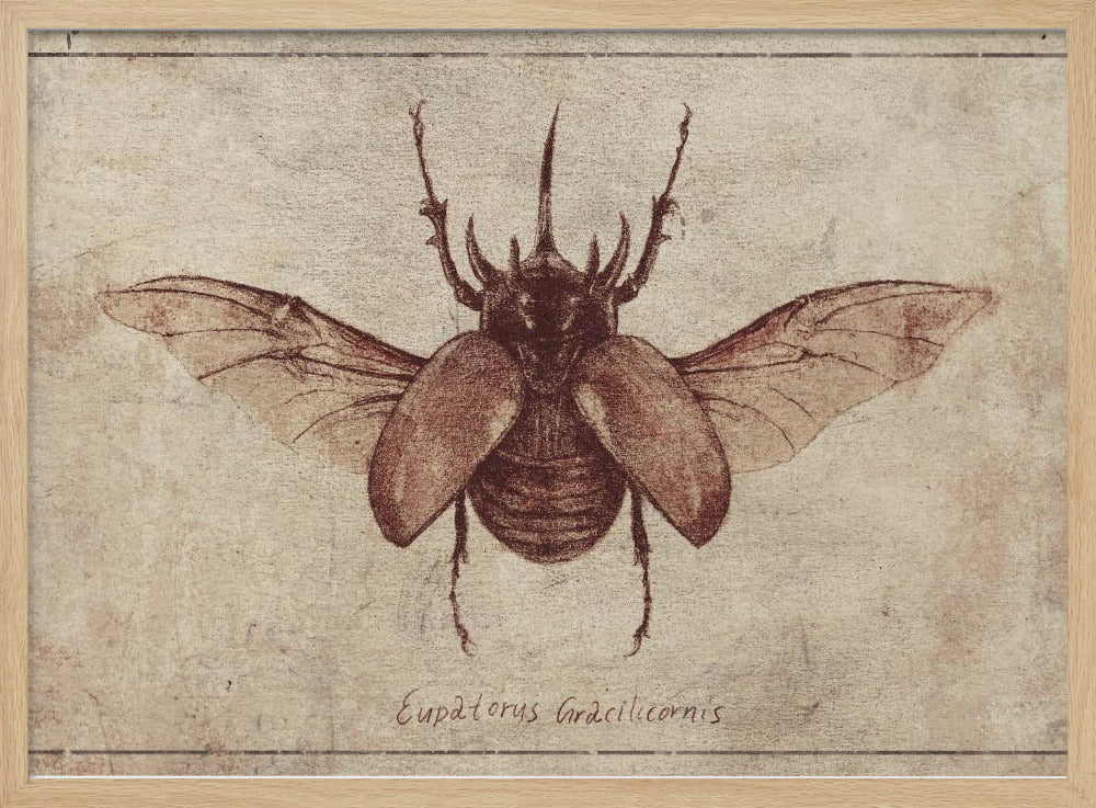 Eupatorus Gracilicornis Kopie | Poster