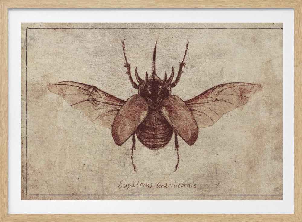 Eupatorus Gracilicornis Kopie | Poster
