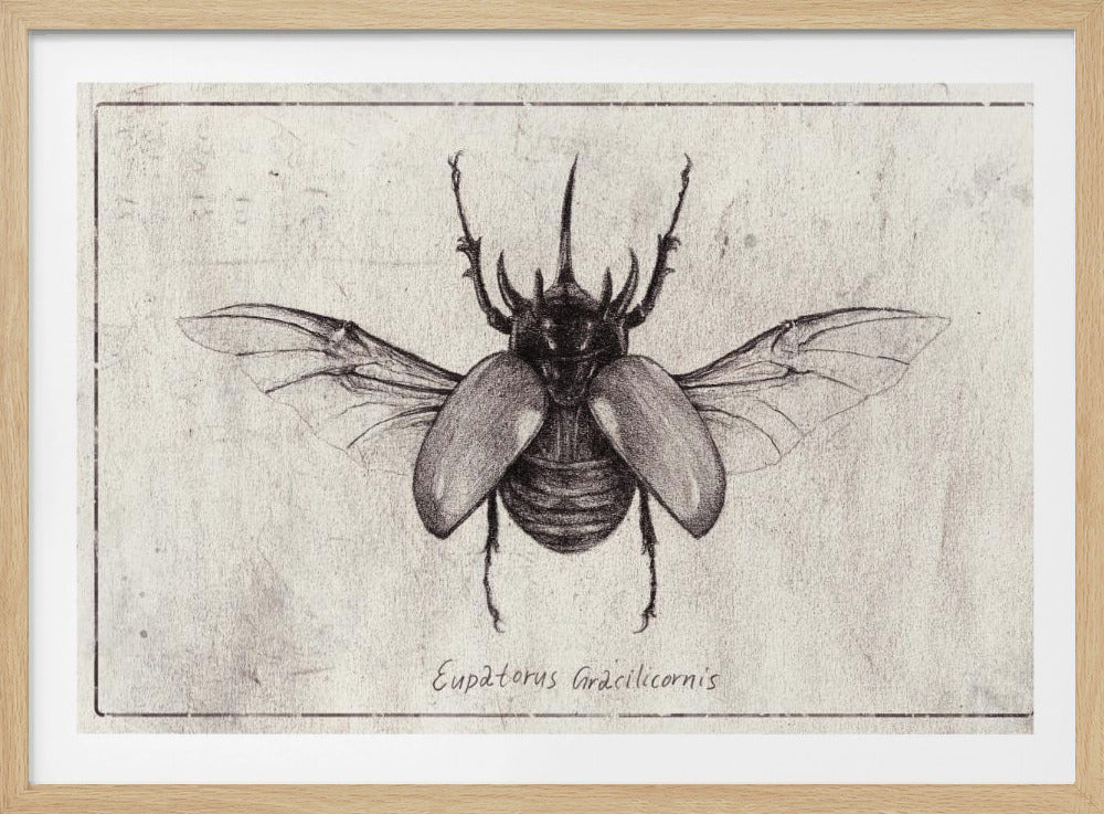 Bleistiftzeichnung eines Eupatorus Gracilicornis Käfers | Poster