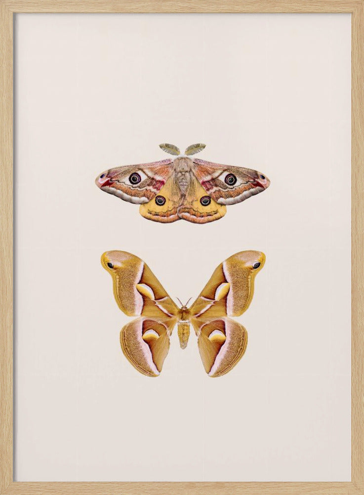 Motten | Poster