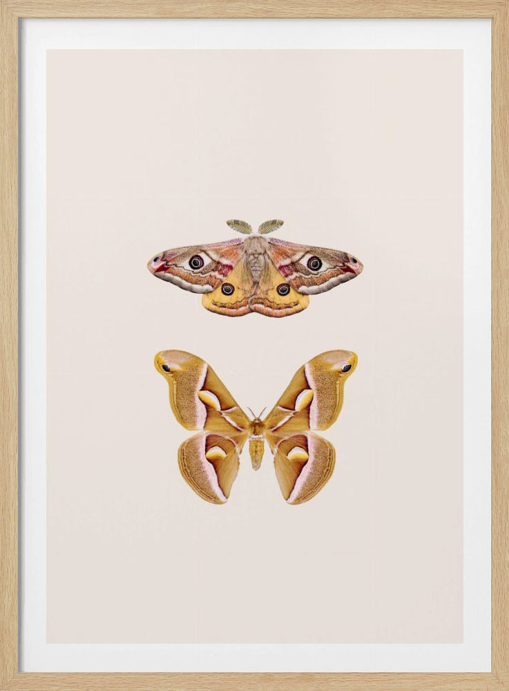 Motten | Poster