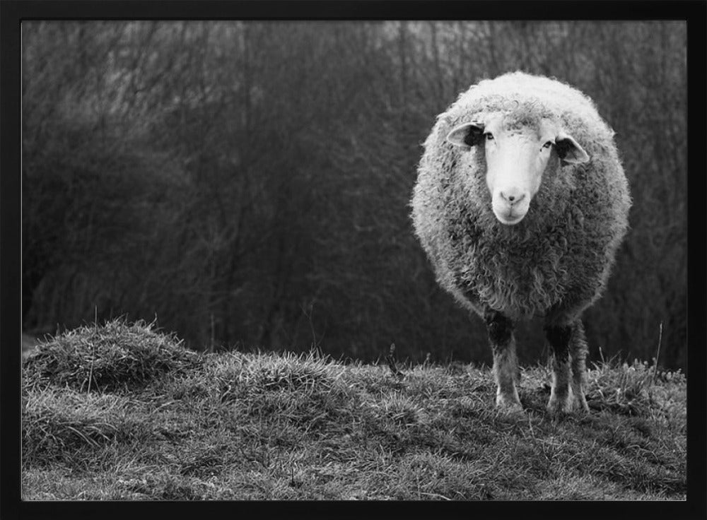 Wunderndes Schaf | Poster