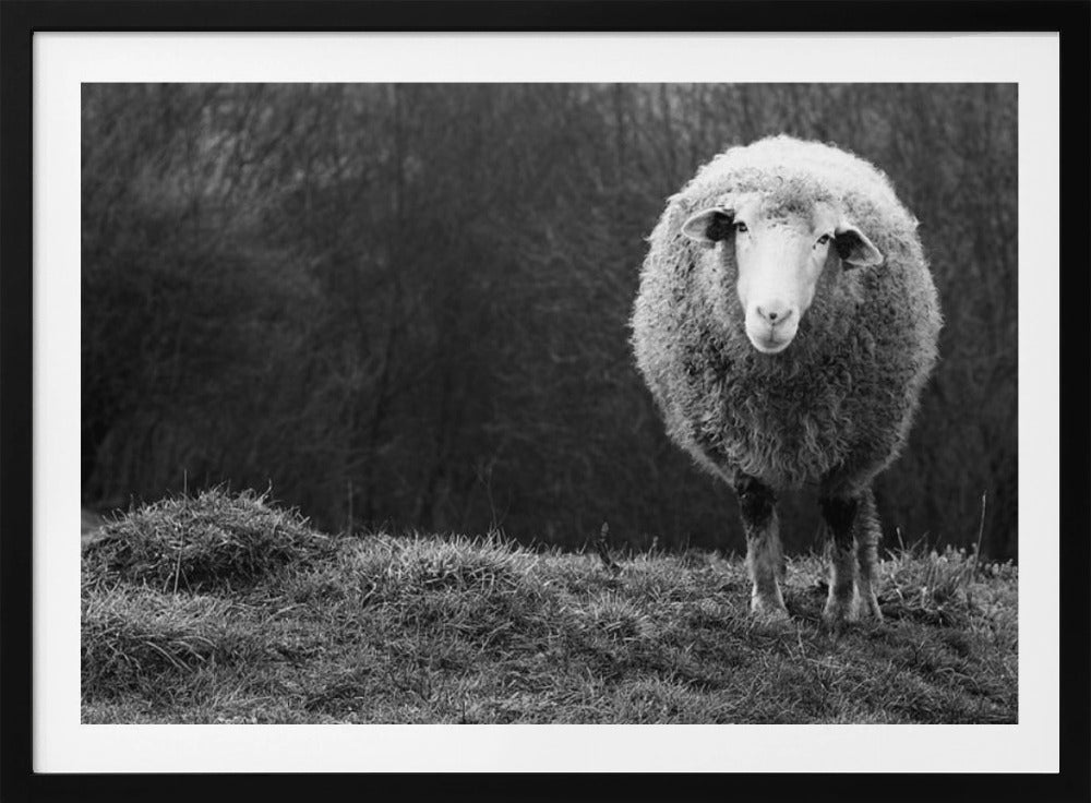 Wunderndes Schaf | Poster