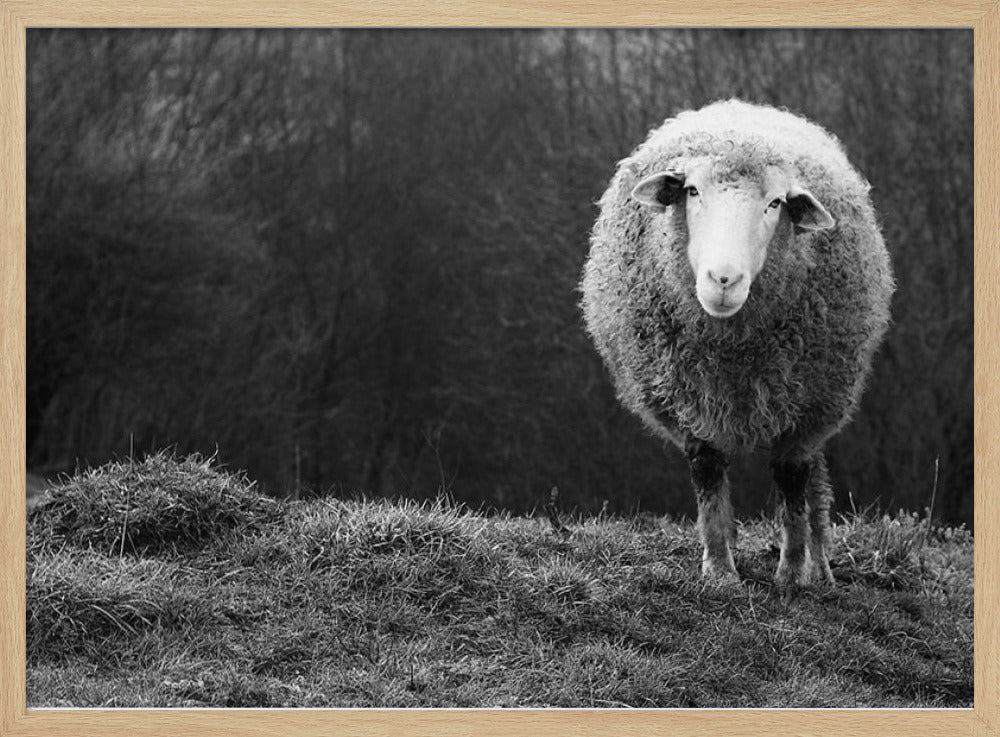 Wunderndes Schaf | Poster