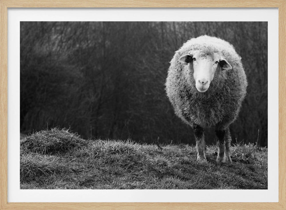 Wunderndes Schaf | Poster