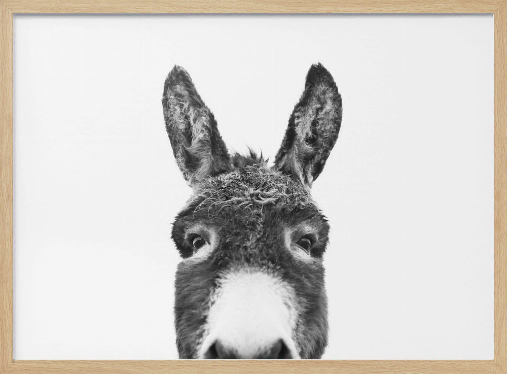 Guckender Esel SW | Poster