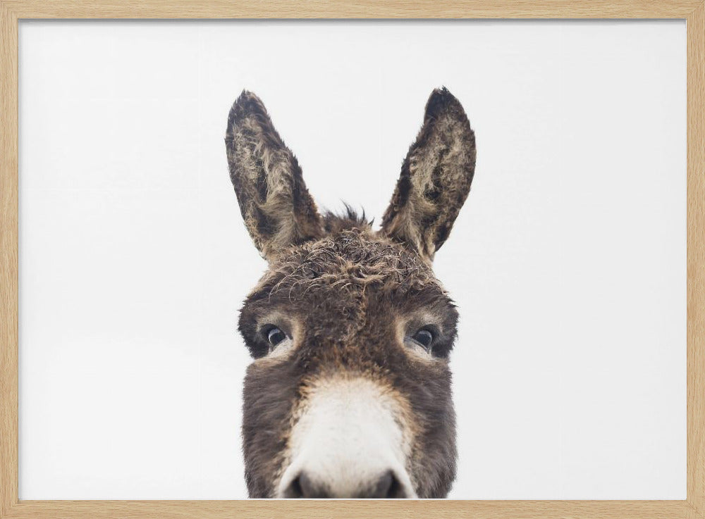 Guckender Esel | Poster
