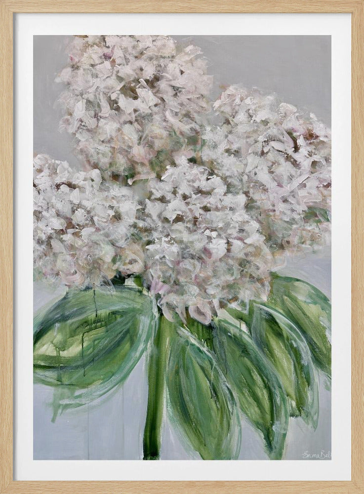Weiße Hortensienblüte | Poster