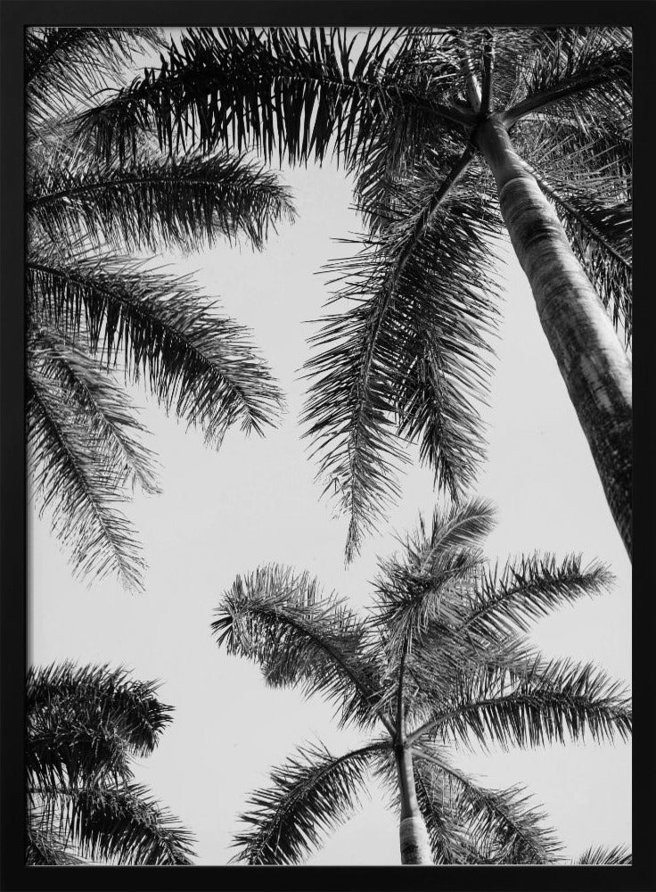 Schwarz-weiße Palme | Poster