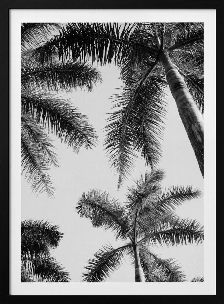 Schwarz-weiße Palme | Poster