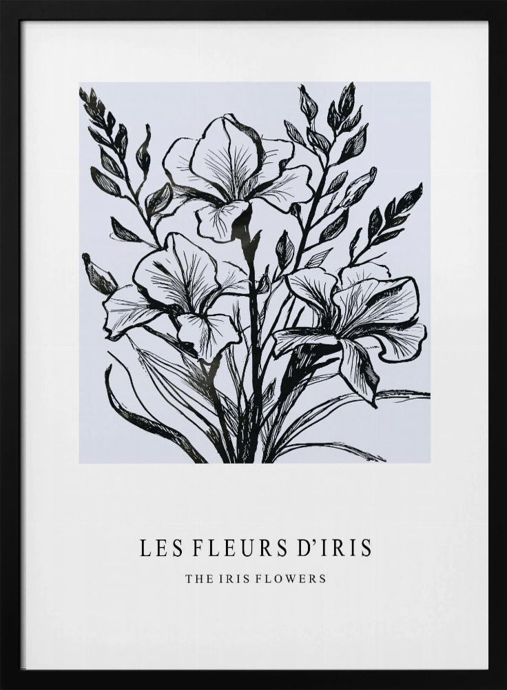 Irisblüten in einer monochromen Illustration | Poster