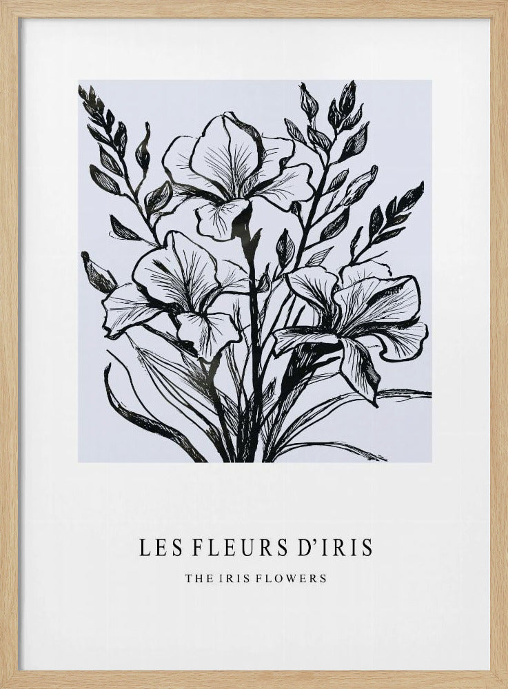 Irisblüten in einer monochromen Illustration | Poster