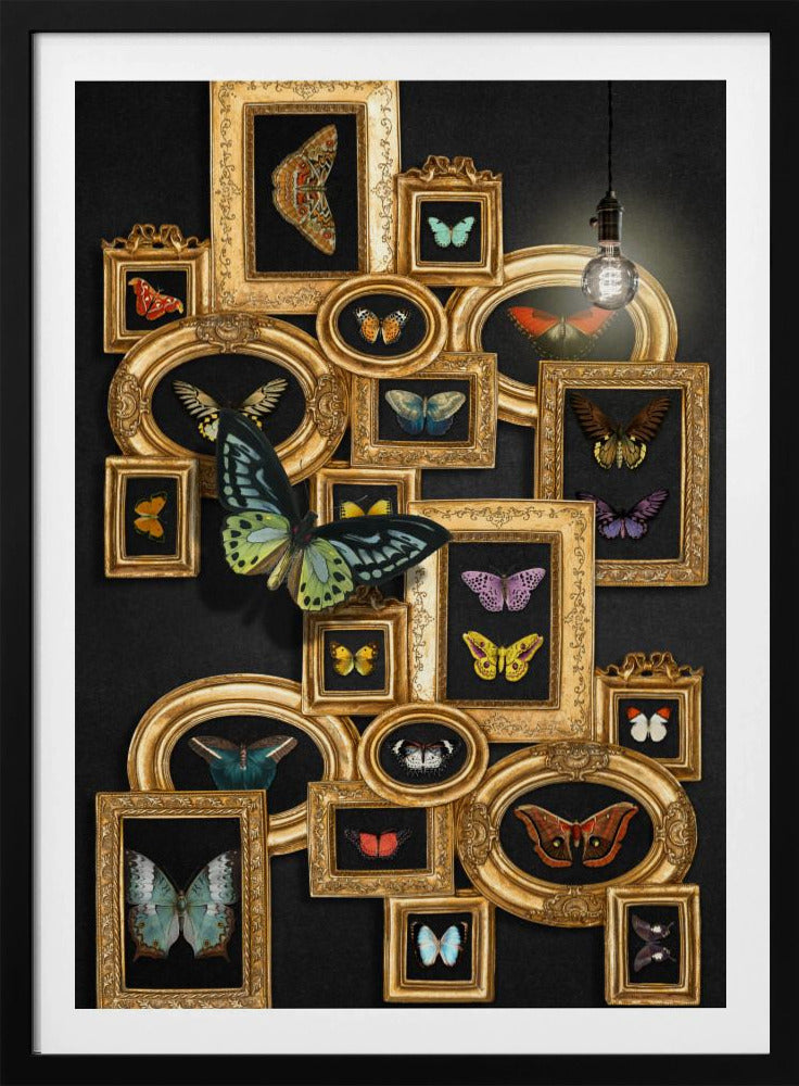 Eine Sammlung von Schmetterlingen | Poster