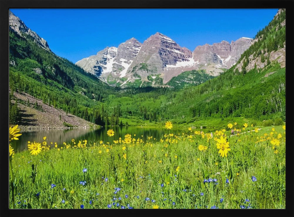 Maroon Bells Wildblumen | Poster