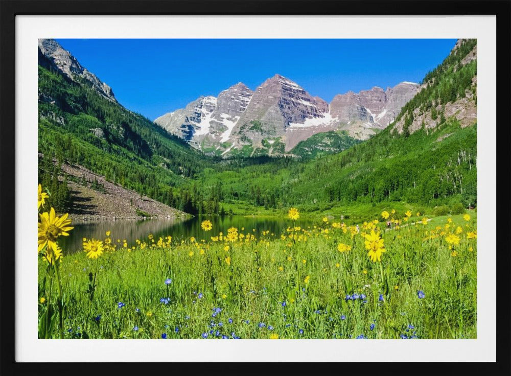 Maroon Bells Wildblumen | Poster