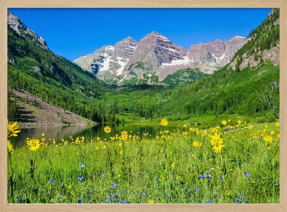 Maroon Bells Wildblumen | Poster