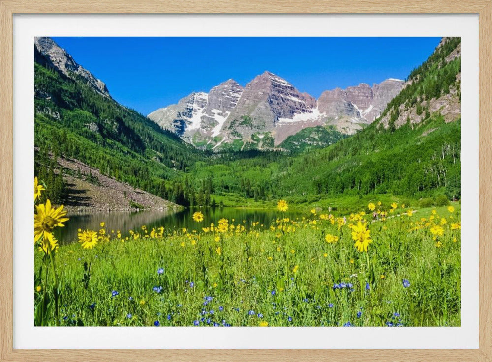 Maroon Bells Wildblumen | Poster