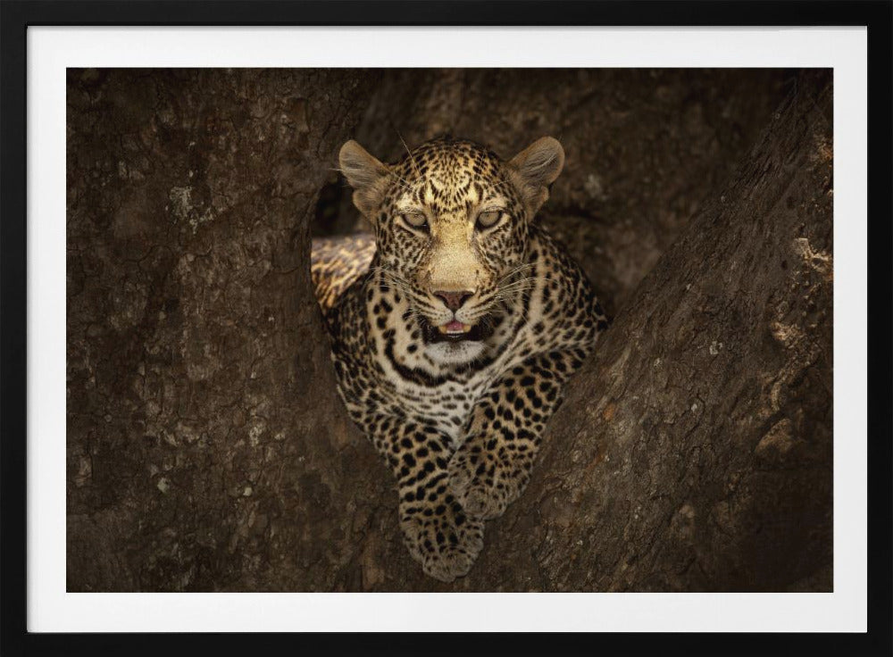 Leopard ruht auf einem Baum in der Masai Mara | Poster