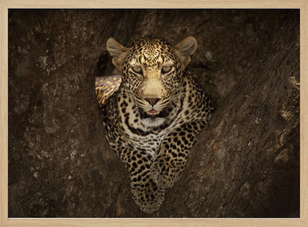Leopard ruht auf einem Baum in der Masai Mara | Poster