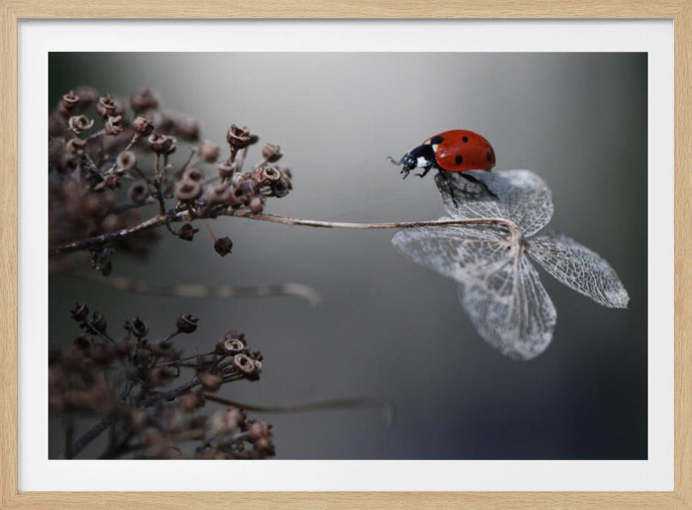 Marienkäfer auf Hortensie. | Poster