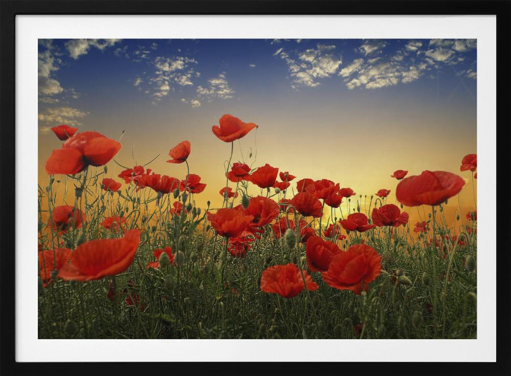 Mohnblumen | Poster