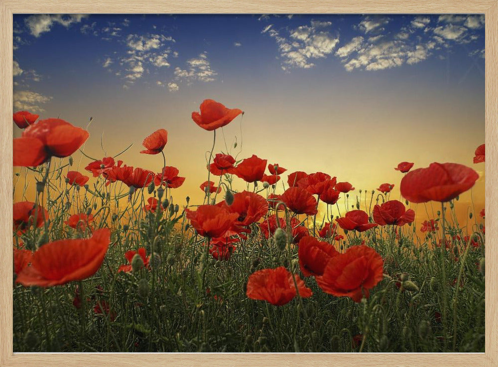 Mohnblumen | Poster