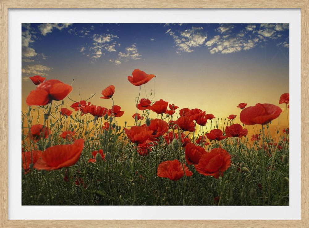 Mohnblumen | Poster