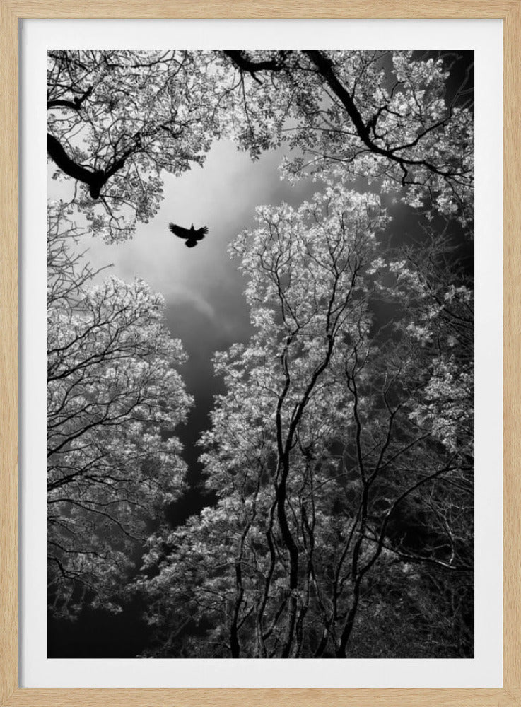 Flug | Poster
