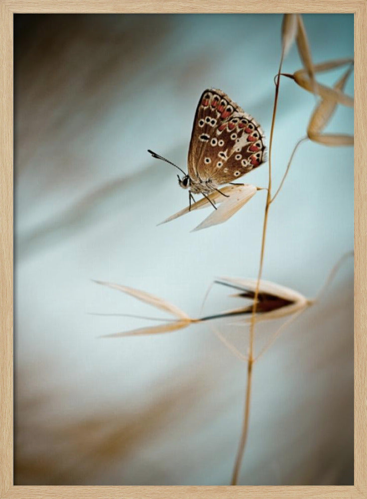 Traum in Blau | Poster
