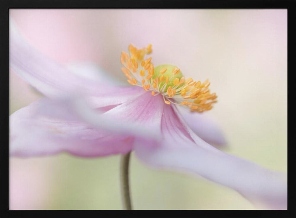 Japanische Anemone | Poster