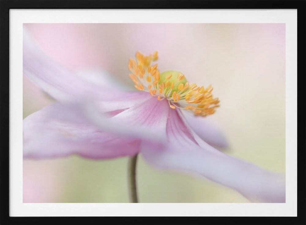Japanische Anemone | Poster